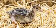 Baby Chick lying on straw