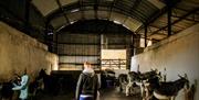 view of inside of barn with donkeys