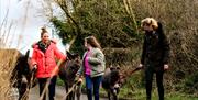 three donkeys and trekkers along road