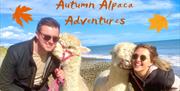 Cranfield Alpacas Autumn