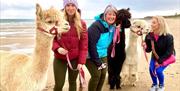Cranfield Alpacas
