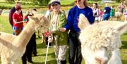 Feeding Alpacas