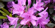 Castlewellan Rhodedendron