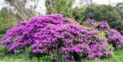 Castlewellan Rhodedendrons
