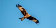 Red Kite