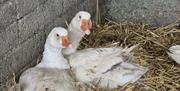 Ducks lying on straw
