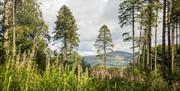 Trees at Slieve Gullion Forest Park