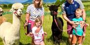 Cranfield Alpacas Field Walk