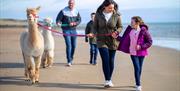 Cranfield Alpacas Family Beach Trek