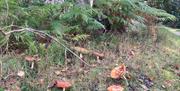 Foraging Funghi  in Finnebrogue Woods