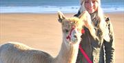 Festive Alpaca Beach Trek