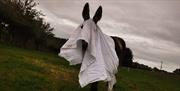 Donkey in Ghost Costume