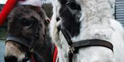 Donkeys in Santa Hats