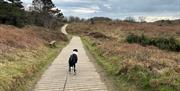 Wooden Path to Murlough Beach