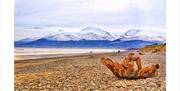 Murlough Driftwood by Evan Boyce WINNER