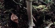 Mushroom Foray
