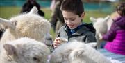 Feeding the Gang at Cranfield Alpacas