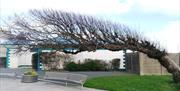 Newcastle windblown tree