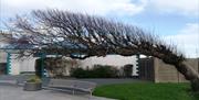 Newcastle windblown tree