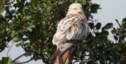 A very rare leucistic Red Kite. There are only approx. 4 in our population in South Down.