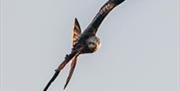 Red Kite Banking Mark