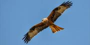 Red Kite Blue Sky