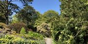 A stoney path, through an area of green trees in Rowallane Garden