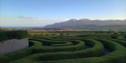 A view of Castlewellan Peace Maze with the Mourne Mountains as a backdrop. Visitors can attempt to solve their way to the centre of the maze.

