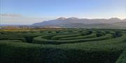 A view over Castlewellan Peace Maze with the Mourne Mountains as a backdrop. Visitors can attempt to solve their way to the centre of the maze.
