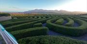 A view of Castlewellan Peace Maze from the bridge with the Mourne Mountains as a backdrop.