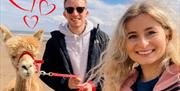 Valentines Alpaca Beach trek