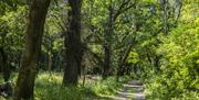 Lush greenery surrounding a walking path in Mourne Park