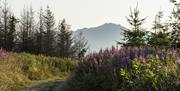 Image of mountain and sky surrounded by purple loosestrife and trees