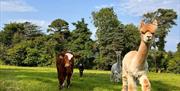 alpacas fort evergreen