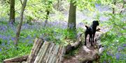 Camp chair made from logs and found wood materials. A black dog walks on a path surrounded by bluebells in the background.