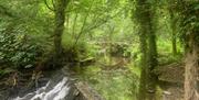 Image of green forest with water and bridge