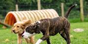 dogs playing in the dog park