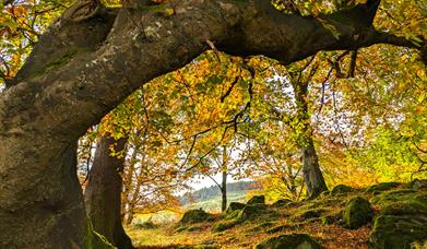 Nurturing Nature Retreat forest image