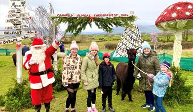 cranfield alpacas Christmas fest event