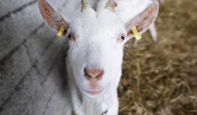 Goat