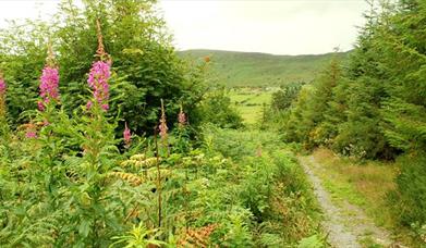 Drumkeeragh Forest Park