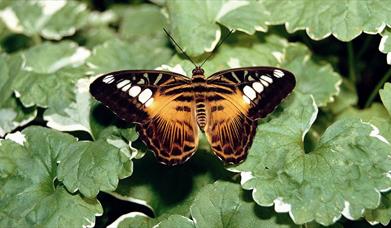 Seaforde Gardens and Tropical Butterfly House