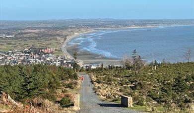 Donard Forest, Newcastle