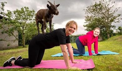 Goat Yoga