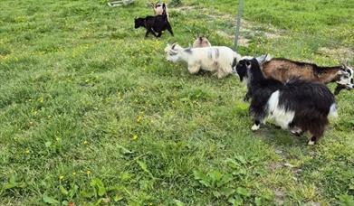Goats in field