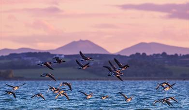 Brent Geese flying over Strangford Lough with Mournes on horizon