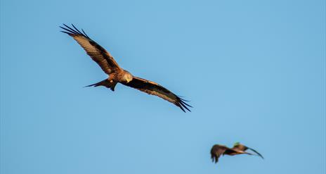 Two red kites soaring in the sky