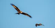 Two red kites soaring in the sky