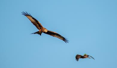 2 Red Kites inflight against a clear blue sky