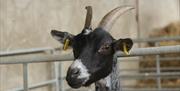 Profile of Goat